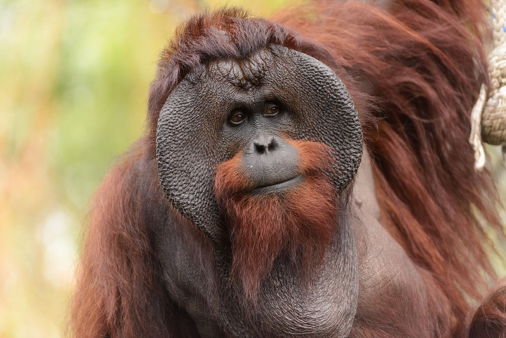 File Male  Bornean  Orangutan  Big Cheeks jpg Wikimedia 