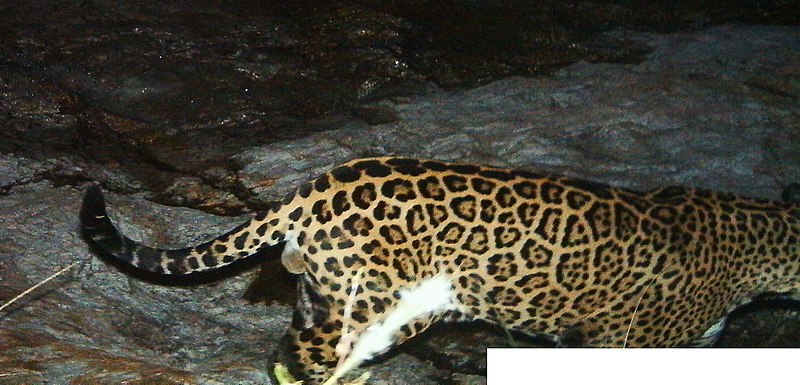 File:Male Jaguar–Photo Courtesy of UA-USFWS (15351385468).jpg