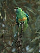 Mallee Ringneck Bowra-2c.jpg