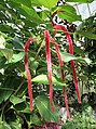 Érdes kutyacsalán (Acalypha hispida)