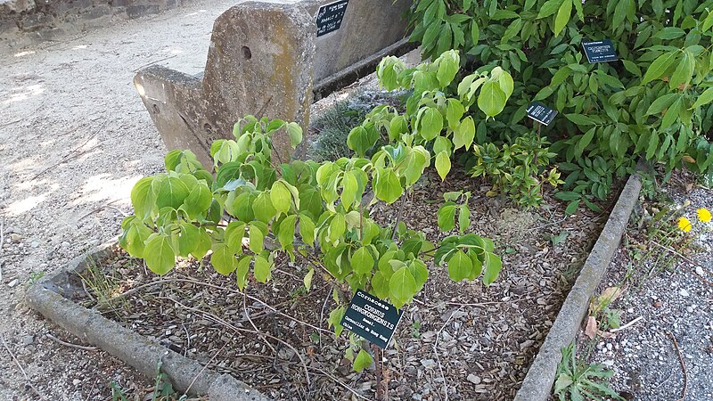 File:Manas - Cornus Hongkongensis (Cornaceae).jpeg