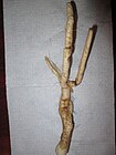 Mandrake (Mandragora Autumnalis) Root.jpg
