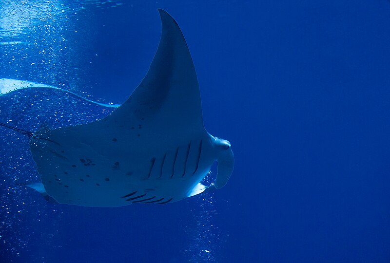 File:Manta Ray (9266381920).jpg