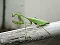 Mantis religiosa hembra