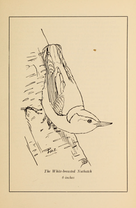 White-breasted Nuthatch