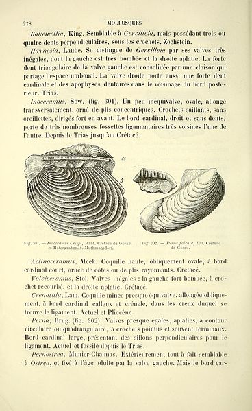 File:Manuel de paléontologie (Page 278) BHL40459673.jpg