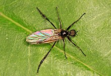 March Fly - Bibio longipes, Лизильвания штаттық паркі, Вудбридж, Вирджиния.jpg