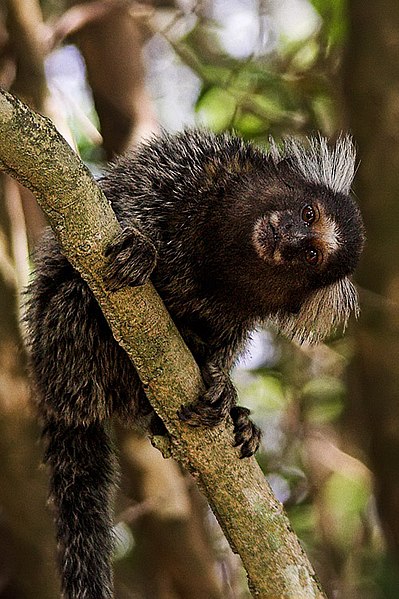 File:Macaco Sagui.jpg - Wikimedia Commons