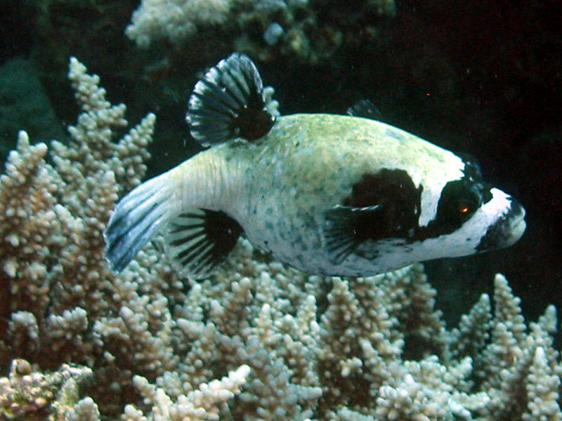 File:Masked puffer arothron diadematus.jpg