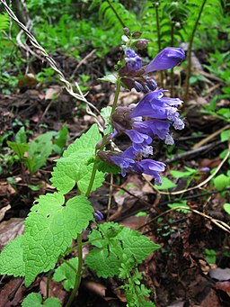 Meehania urticifolia 11