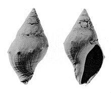 Megasurcula howei 001.jpg