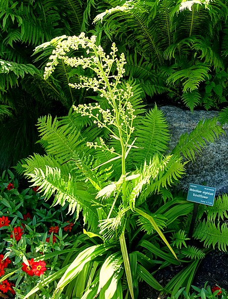 File:Melanthium virginicum - Coastal Maine Botanical Gardens - DSC03154.jpg