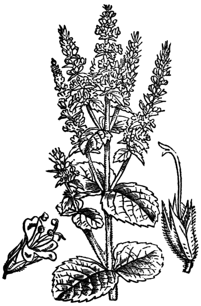 Mentha suaveolens, Мята яблочная