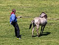 * Nomination: Capturing the yearlings: Wildpferdefang 2014, Merfelder Bruch, Dülmen, Germany --XRay 06:21, 7 June 2014 (UTC) * * Review needed