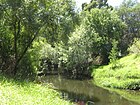 The Merri Creek, through Preston