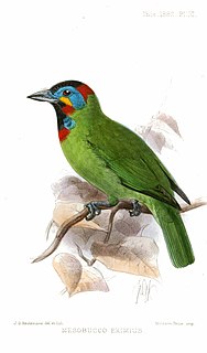 Bornean barbet Species of bird