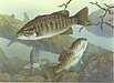 47 Commons:Picture of the Year/2011/R1/Micropterus dolomieu2.jpg