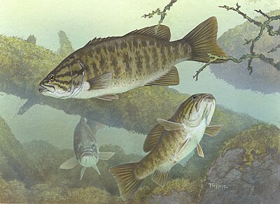 Illustration of a group of smallmouth bass