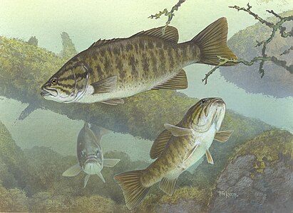 Timothy Knepp Achigan à petite bouche (Micropterus dolomieu)