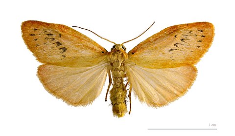 Mounted & reference specimen