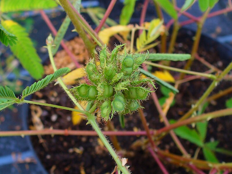 File:Mimosa pudica 005.JPG