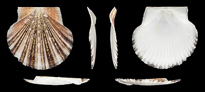 Minnivola pyxidata (Box Scallop), left valve