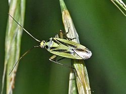 Miridae - Stenotus binotatus - samice.JPG