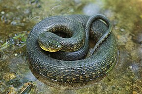 Beskrivelse af Mississippi Green Water Snake.jpg-billedet.