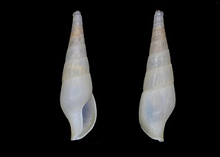 <i>Mitrella gracilis</i> Species of gastropod