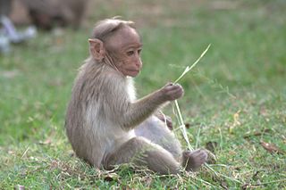 <span class="mw-page-title-main">Grass-in-ear behavior</span> Behavior that chimpanzees do