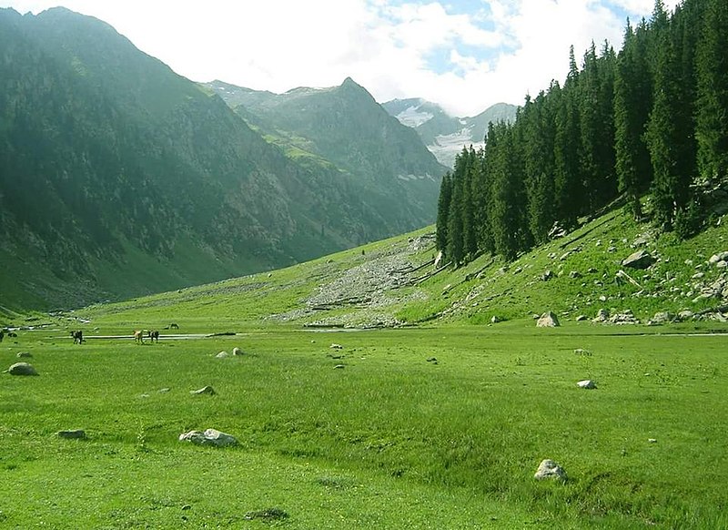 File:Montane meadow in Kumrat Valley.jpg