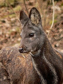 Plzen hayvanat bahçesinde Moschus moschiferus (12.02.2011) .jpg