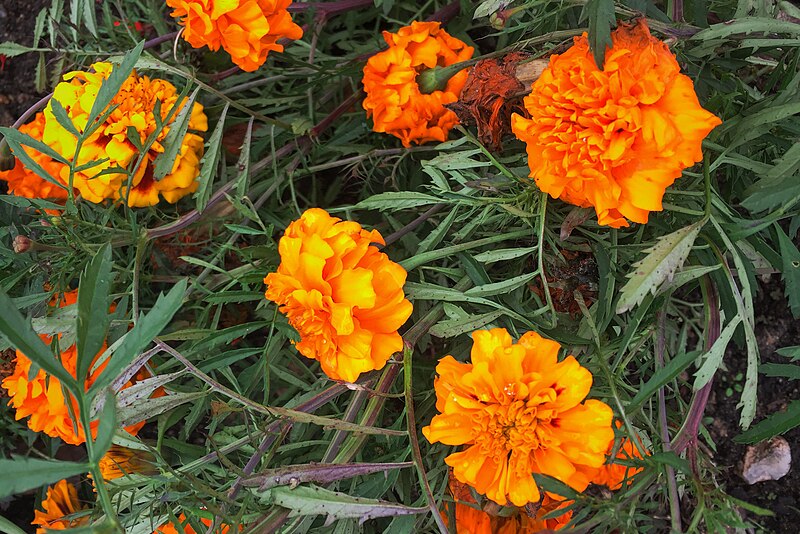 File:Moscow, cultivated plants in Yauza River park in South Medvedkovo (31587266321).jpg