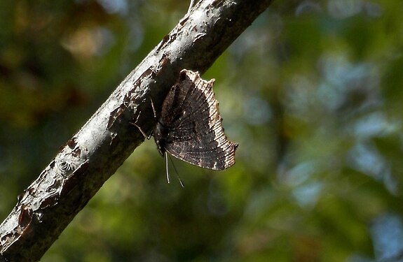 Mourning Cloak (Nymphalis antiopa)