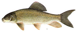 Moxostoma anisurum