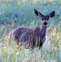 Mule Deer Odocoileus hemionus in Bryce Canyon