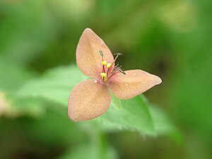 Marsh dewflower (Murdannia pauciflora)