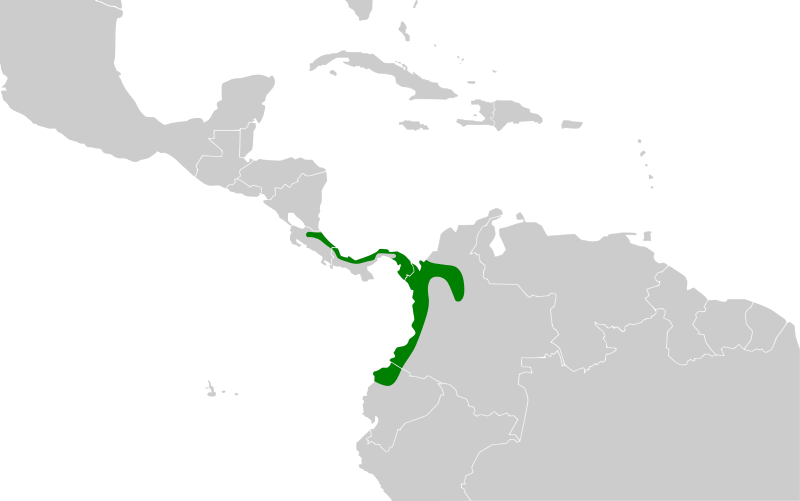 File:Myiornis atricapillus map.svg