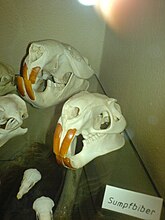 Myocastor coypus skulls