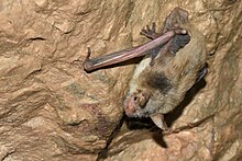 Myotis blythii 02.jpg 