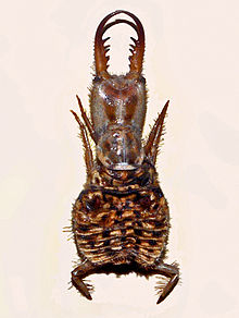 Myrmeleontidae - Distoleon tetragrammicus.JPG