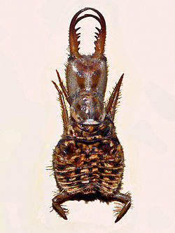 Lava wa D. tetragrammicus