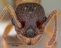 Myrmica monticola casent0104836 head 1.jpg