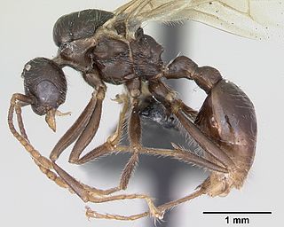 <i>Myrmica rugulosa</i> Species of insect