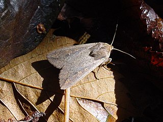 <i>Mythimna unipuncta</i> Species of moth