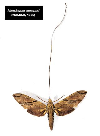 <i>Xanthopan</i> Genus of moths