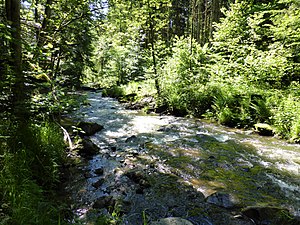 Naturschutzgebiet Mitternacher Ohe (Juni 2020)