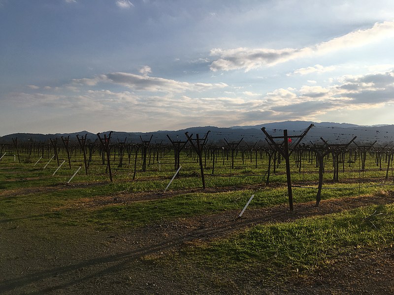 File:Napa Valley, Late Afternoon.jpg