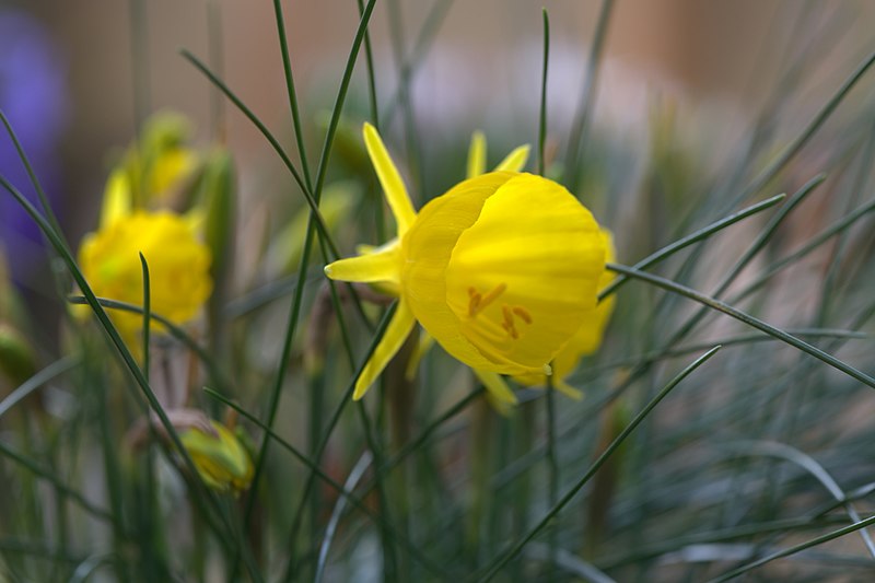 File:Narcissus bulbocodium ssp. obesus 004 GotBot 2016.jpg