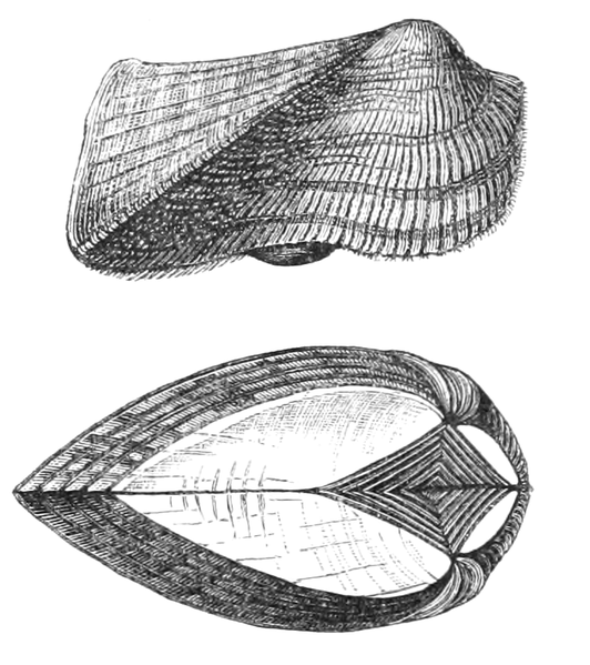 File:Natural History - Mollusca - Noahs Ark.png